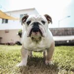 Bulldog - white and brown bulldog on green grass during daytime