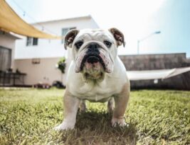 Are There Different Types of English Bulldogs?