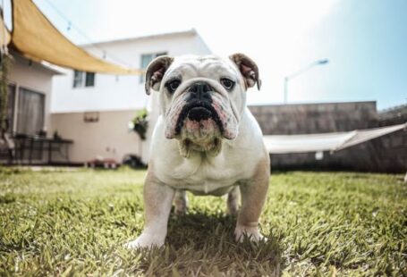 Bulldog - white and brown bulldog on green grass during daytime
