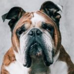 Bulldog - Cute calm Bulldog with unemotional expression sitting on soft mattress against gray uneven wall and looking at camera