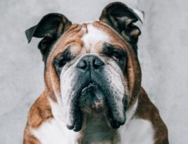 Are There Standard Guidelines for English Bulldog Tail Length?