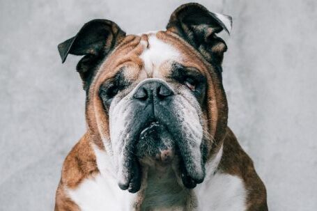 Bulldog - Cute calm Bulldog with unemotional expression sitting on soft mattress against gray uneven wall and looking at camera