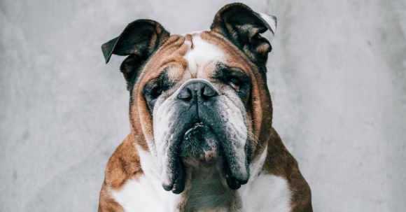 Bulldog - Cute calm Bulldog with unemotional expression sitting on soft mattress against gray uneven wall and looking at camera