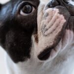 Bulldog Shedding: Levels, Changes. - White and Black Short Coated Bulldog