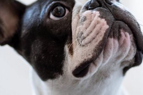 Bulldog Shedding: Levels, Changes. - White and Black Short Coated Bulldog