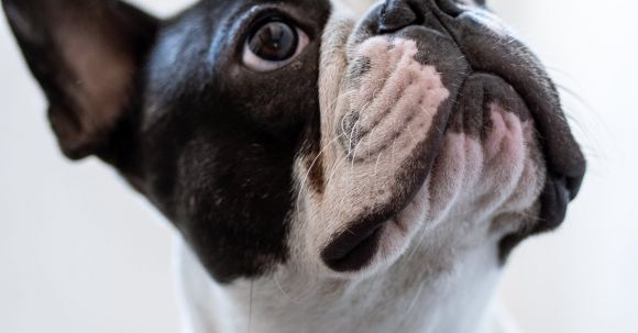 Bulldog Shedding: Levels, Changes. - White and Black Short Coated Bulldog