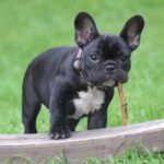 Bulldog - Black and White French Bulldog Puppy Stepping on Brown Wood Board Panel Close-up Photography