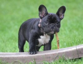 Exploring the Standard Colors of English Bulldogs