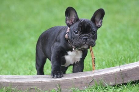 Bulldog - Black and White French Bulldog Puppy Stepping on Brown Wood Board Panel Close-up Photography