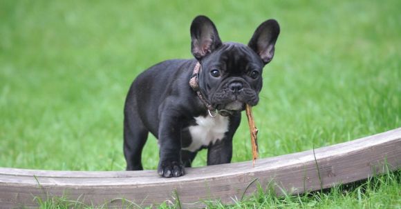 Bulldog - Black and White French Bulldog Puppy Stepping on Brown Wood Board Panel Close-up Photography