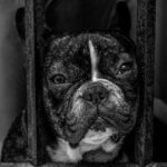 Bulldog - Black and White French Bulldog