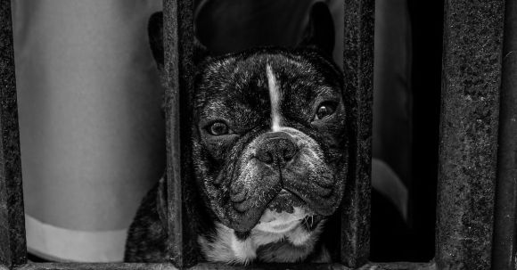 Bulldog - Black and White French Bulldog