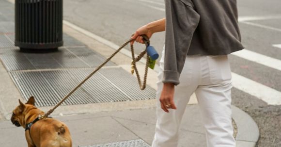 Bulldog - Woman Wearing White Pants Walking Brown Dog