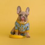 Bulldog - brown and white short coated puppy wearing blue and yellow shirt sitting on yellow round plate