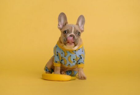 Bulldog - brown and white short coated puppy wearing blue and yellow shirt sitting on yellow round plate