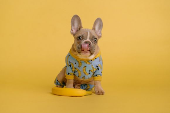 Bulldog - brown and white short coated puppy wearing blue and yellow shirt sitting on yellow round plate