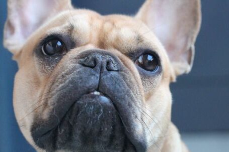 Bulldog - Close-Up Photo of Brown Dog