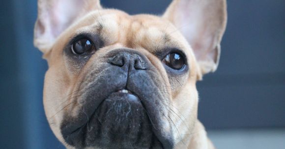 Bulldog - Close-Up Photo of Brown Dog