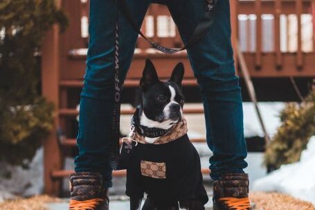 Bulldog - Man in Pink Long Sleeve Shirt and Denim Pants Holding Black and White Short Coat Dog