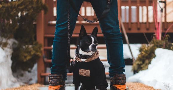 Bulldog - Man in Pink Long Sleeve Shirt and Denim Pants Holding Black and White Short Coat Dog