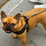 Bulldog - Short-coat Brown Dog Standing on Pavement