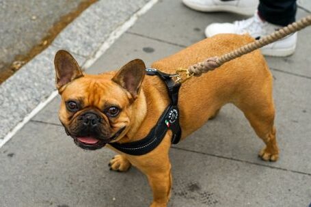 Bulldog - Short-coat Brown Dog Standing on Pavement