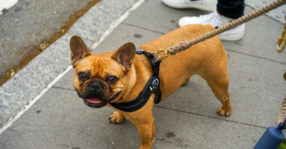 Bulldog - Short-coat Brown Dog Standing on Pavement