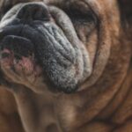 Bulldog - Short-fur Brown Dog