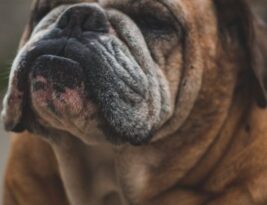 How to Evaluate an English Bulldog’s Head Shape?