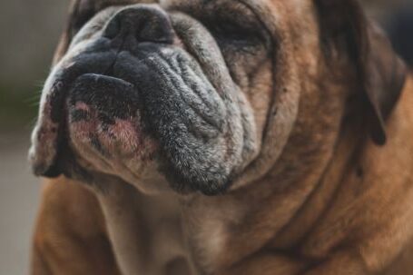 Bulldog - Short-fur Brown Dog