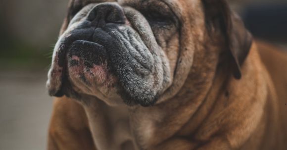 Bulldog - Short-fur Brown Dog