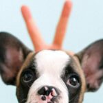 Purebred Bulldog - Puppy French Bulldog in a Studio Shot