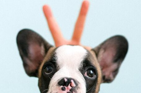 Purebred Bulldog - Puppy French Bulldog in a Studio Shot