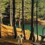 Dog Dental - Free stock photo of environment, fall, grass