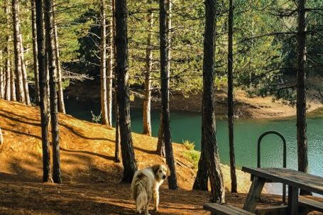 Dog Dental - Free stock photo of environment, fall, grass