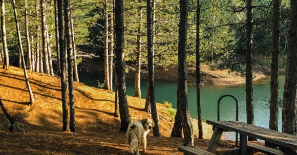 Dog Dental - Free stock photo of environment, fall, grass