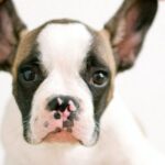 Bulldog - Person Holding the Ears of a Bulldog Puppy