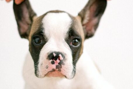 Bulldog - Person Holding the Ears of a Bulldog Puppy