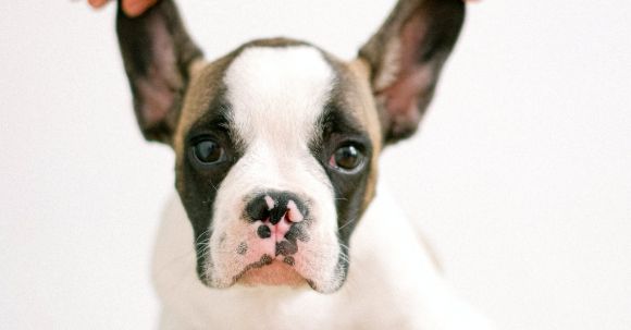 Bulldog - Person Holding the Ears of a Bulldog Puppy