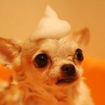 Dog Grooming - Brown Chihuahua