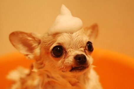 Dog Grooming - Brown Chihuahua