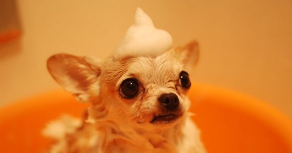 Dog Grooming - Brown Chihuahua