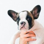 Bulldog - Photo of a Person carrying a French Bulldog