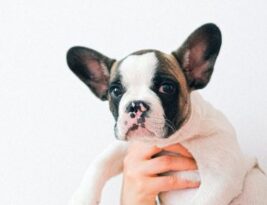 How to Properly Handle and Socialize Your English Bulldog Puppy?