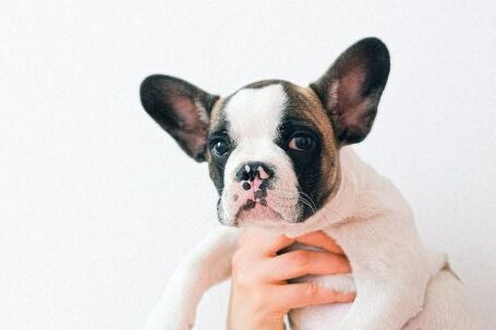 Bulldog - Photo of a Person carrying a French Bulldog