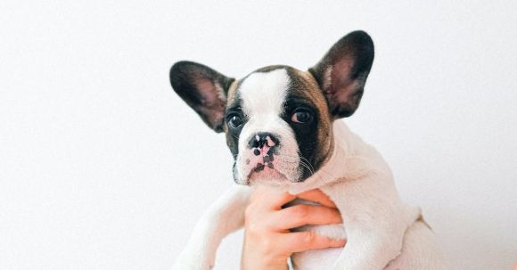 Bulldog - Photo of a Person carrying a French Bulldog