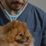 Dog Veterinarian - Man Wearing Stethoscope Holding a Dog