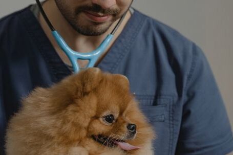 Dog Veterinarian - Man Wearing Stethoscope Holding a Dog