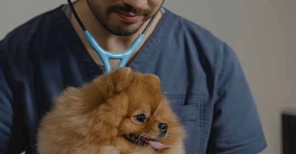 Dog Veterinarian - Man Wearing Stethoscope Holding a Dog