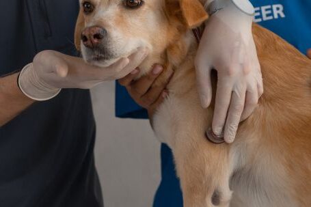 Bulldog Vet - Doctor Checking on a Dog